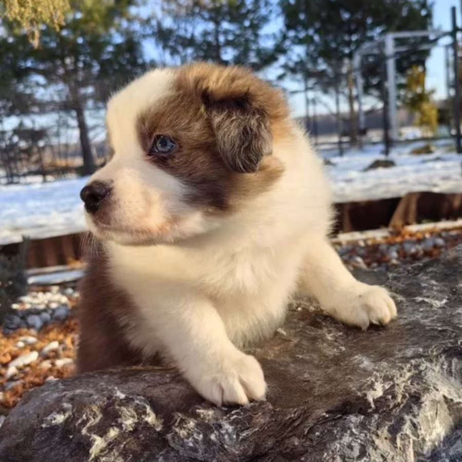 Female Collie Puppy for Sale in New York (NY)