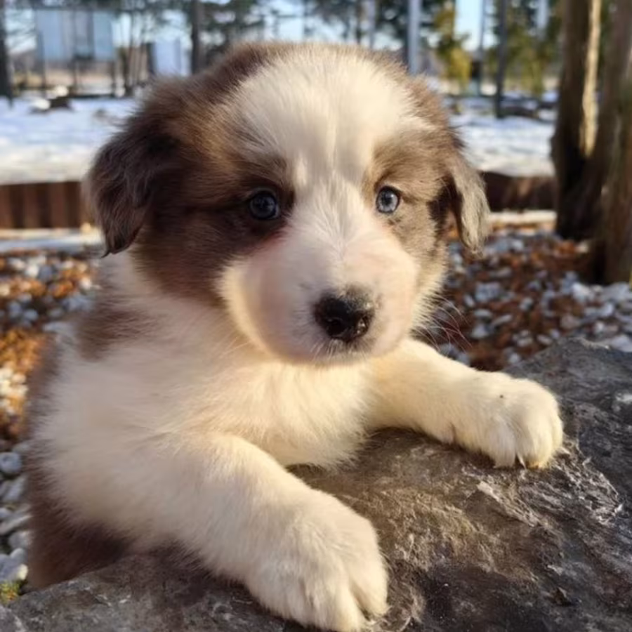 Female Collie Puppy for Sale in New York (NY)