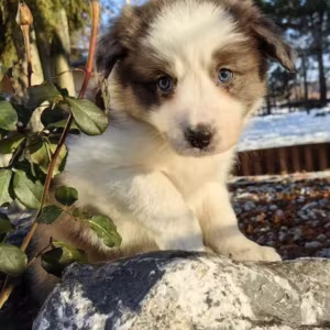 Female Collie Puppy for Sale in New York (NY)