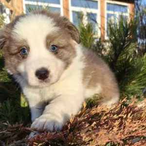 Female Collie Puppy for Sale in New York (NY)
