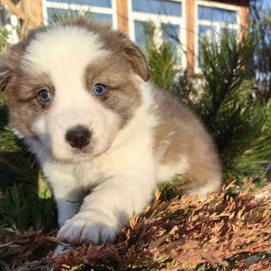 Female Collie Puppy for Sale in New York (NY)