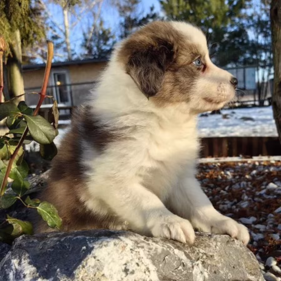 Female Collie Puppy for Sale in New York (NY)