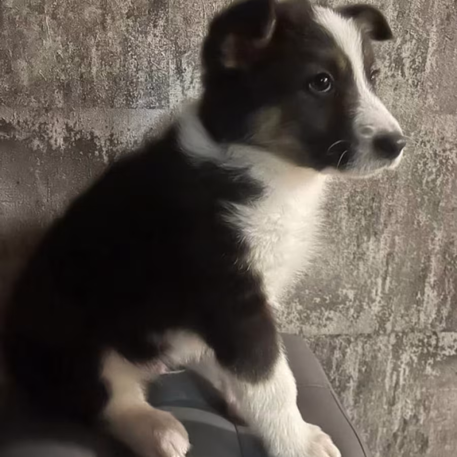 Male Collie Puppy for Sale, 12 Weeks Old, Texas (TX)