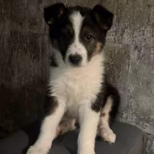 Male Collie Puppy for Sale, 12 Weeks Old, Texas (TX)