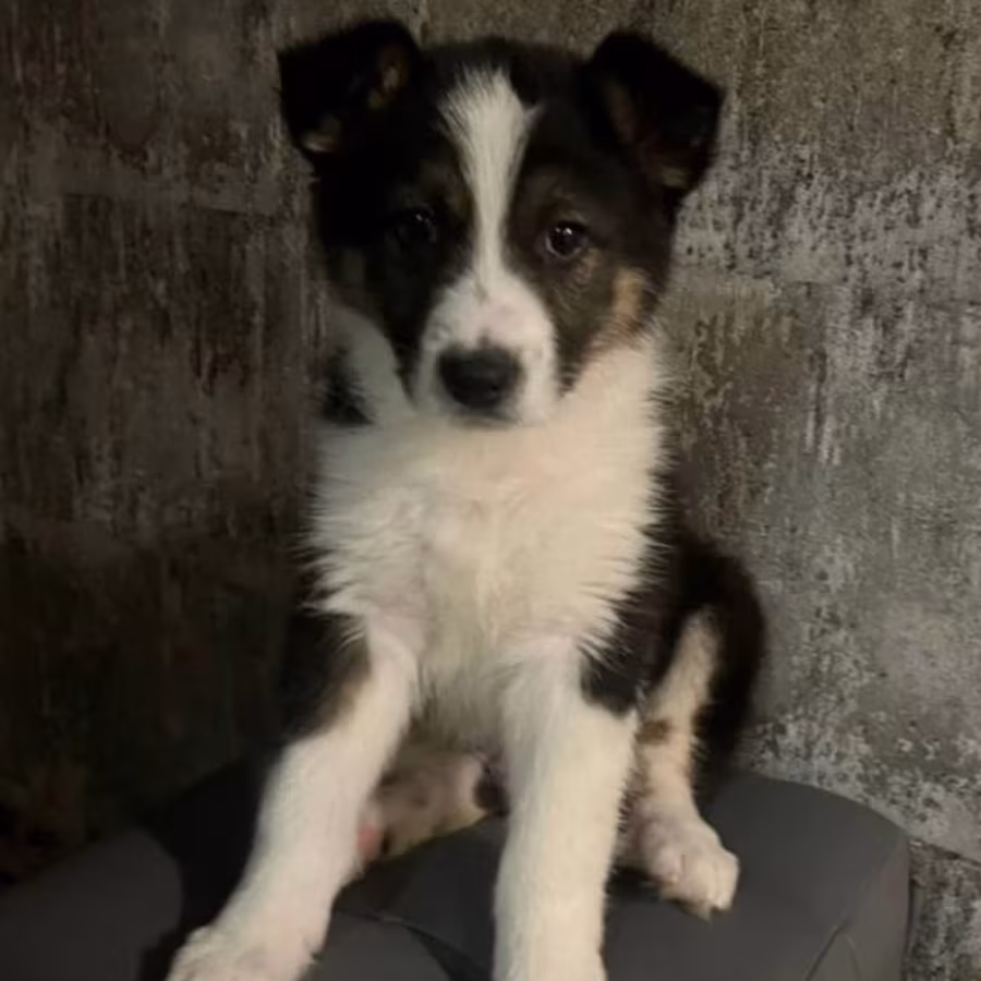 Male Collie Puppy for Sale, 12 Weeks Old, Texas (TX)