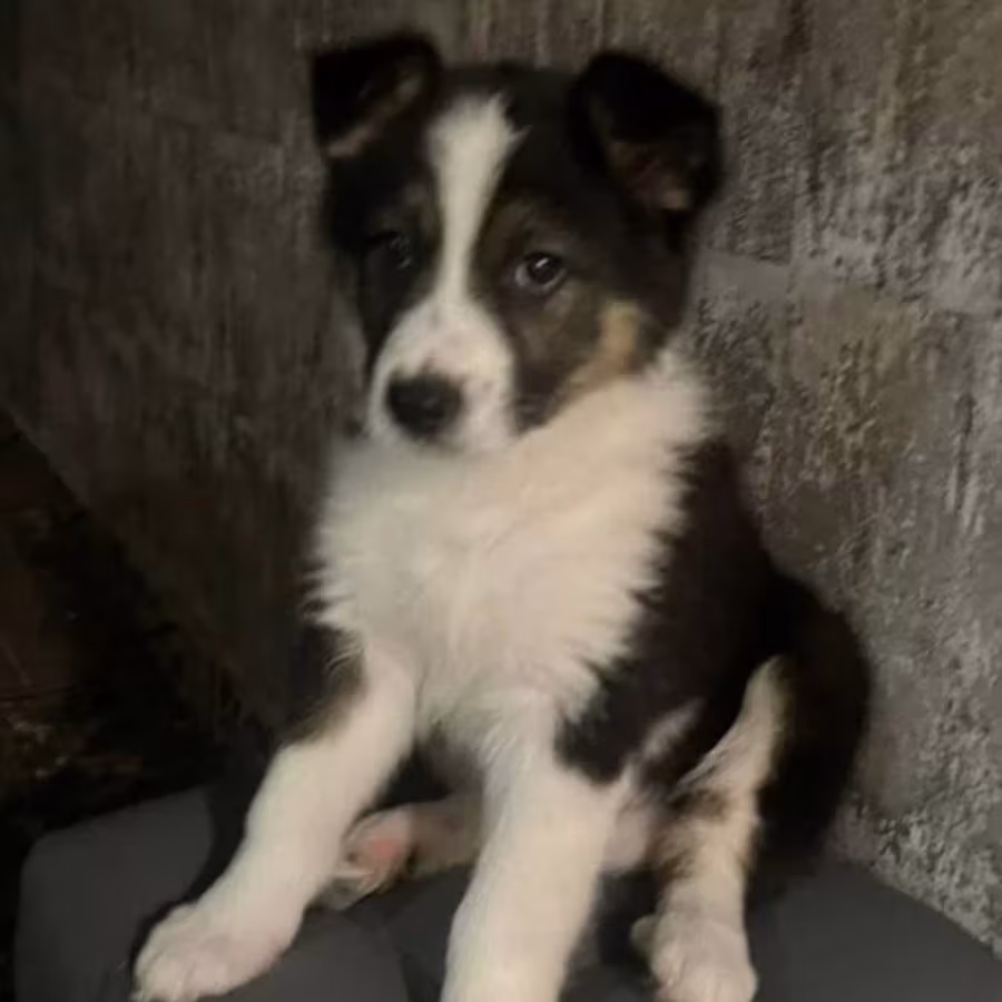 Male Collie Puppy for Sale, 12 Weeks Old, Texas (TX)