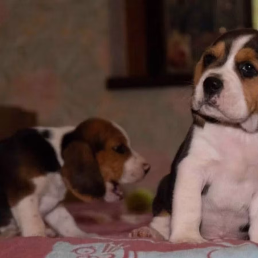 Beagle Puppies for Sale in Texas (TX)