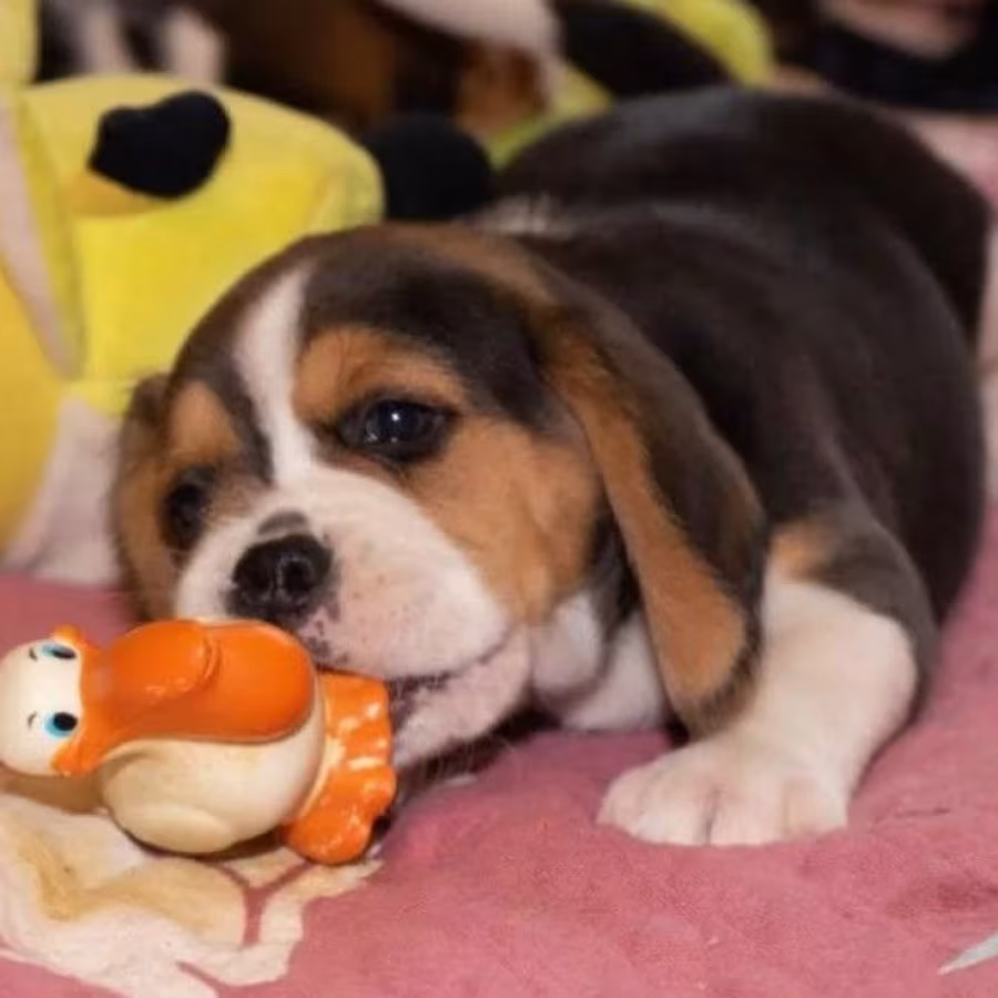 Beagle Puppies for Sale in Texas (TX)
