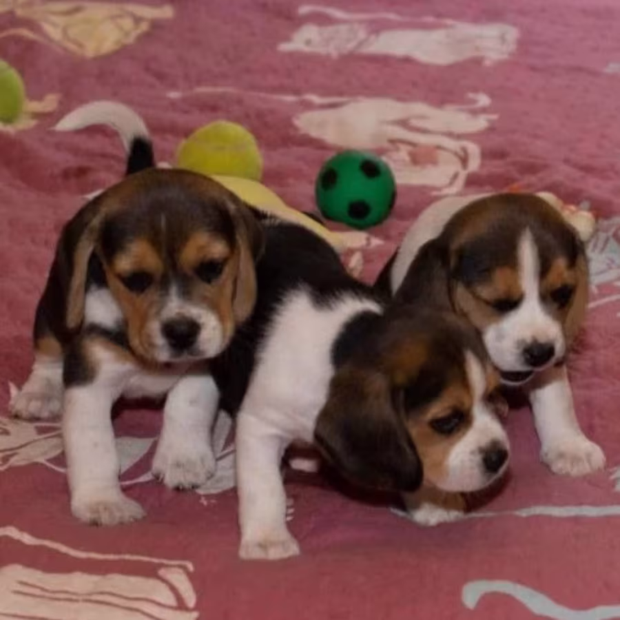 Beagle Puppies for Sale in Texas (TX)
