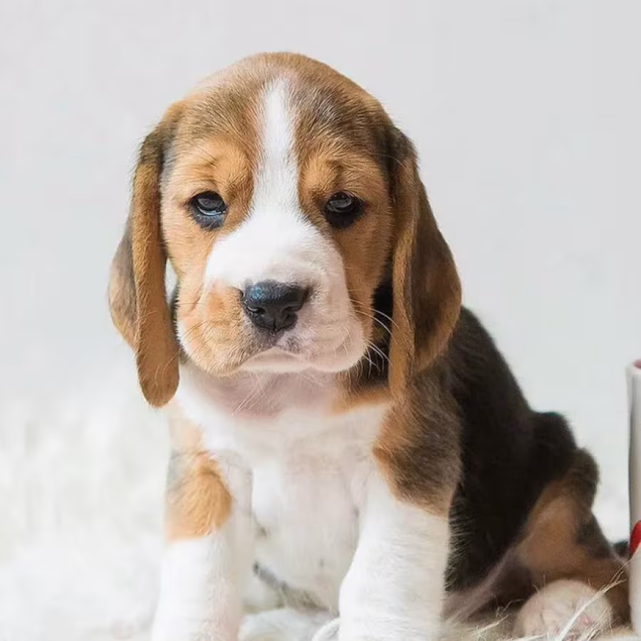 Female Beagle Puppy Looking for a Home in Louisiana (LA)