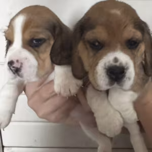 Two Male Beagle Puppies Ready for Adoption in New Jersey (NJ)