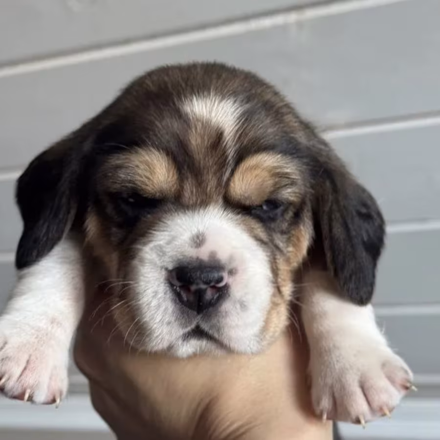 Two Male Beagle Puppies Ready for Adoption in New Jersey (NJ)