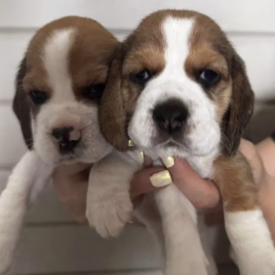 Two Male Beagle Puppies Ready for Adoption in New Jersey (NJ)
