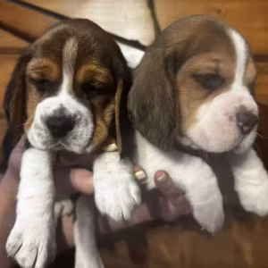 Two Male Beagle Puppies Ready for Adoption in New Jersey (NJ)