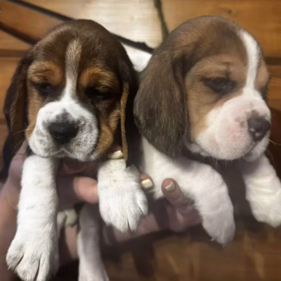 Two Male Beagle Puppies Ready for Adoption in New Jersey (NJ)