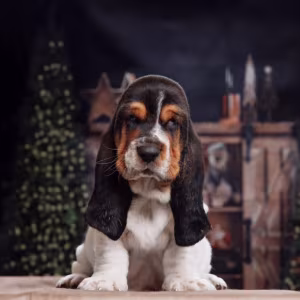 Purebred Basset Hound Puppies for Sale in Southern California
