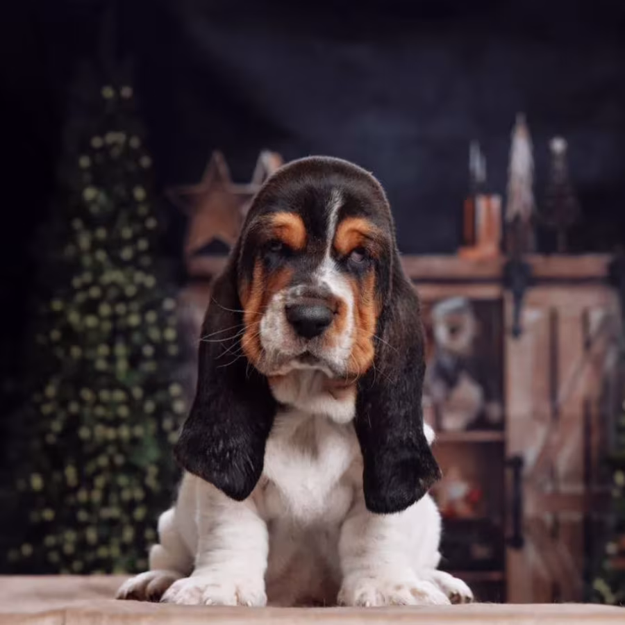Purebred Basset Hound Puppies for Sale in Southern California