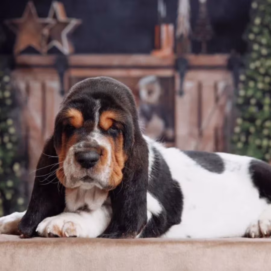 Purebred Basset Hound Puppies for Sale in Southern California