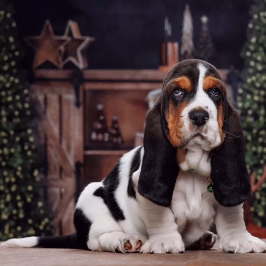 Purebred Basset Hound Puppies for Sale in Southern California