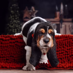 Purebred Basset Hound Puppies for Sale in Southern California