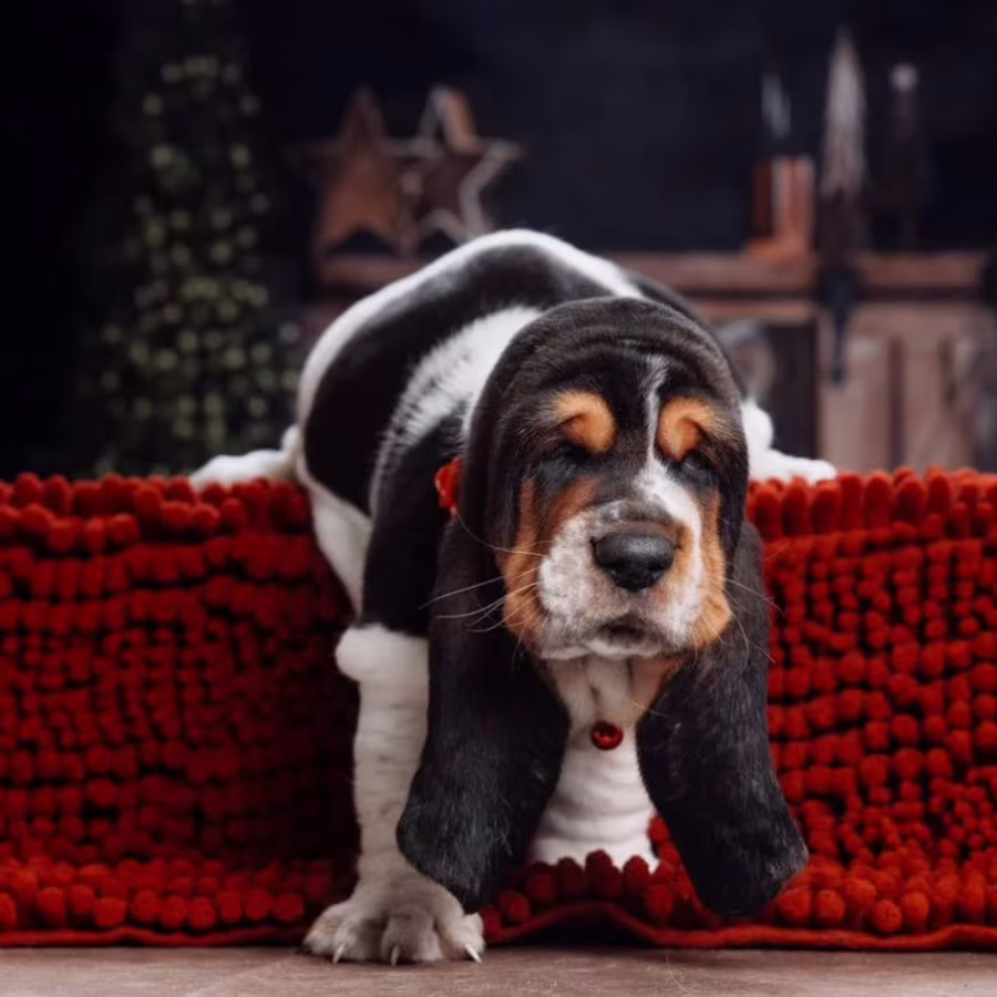 Purebred Basset Hound Puppies for Sale in Southern California