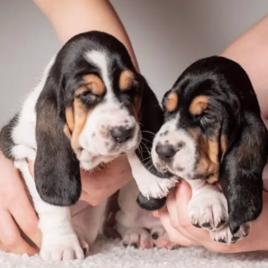Female Basset Hound Puppies for Sale in Michigan