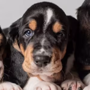 Female Basset Hound Puppies for Sale in Michigan