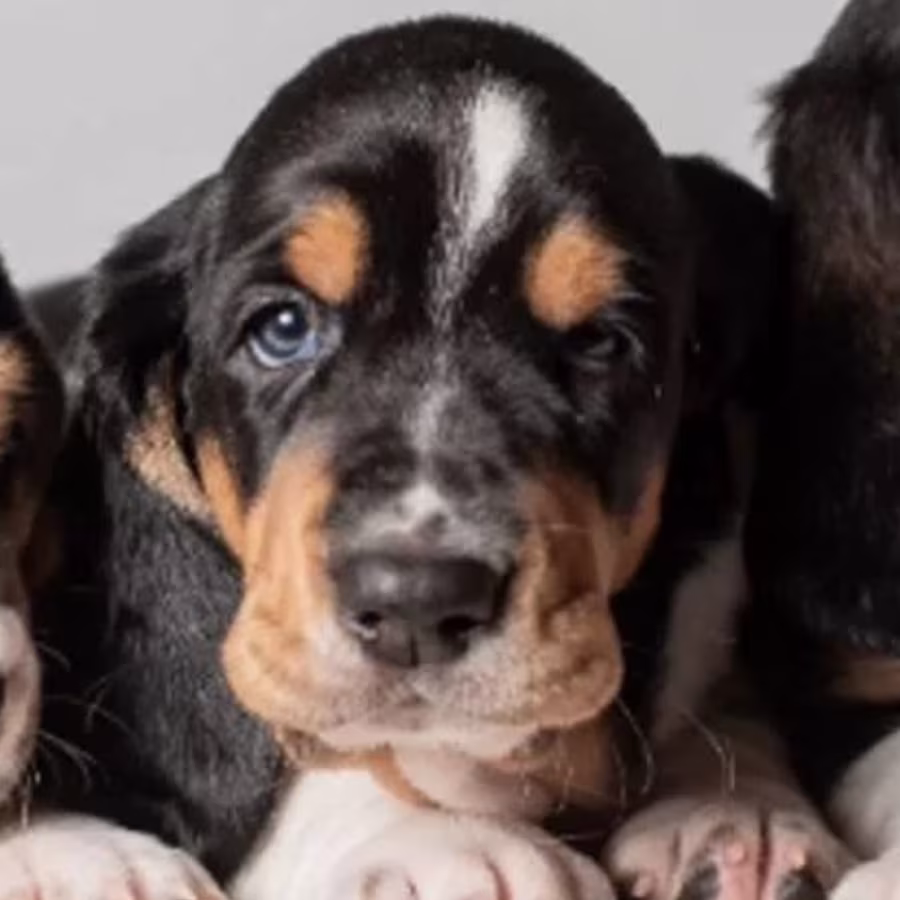 Female Basset Hound Puppies for Sale in Michigan