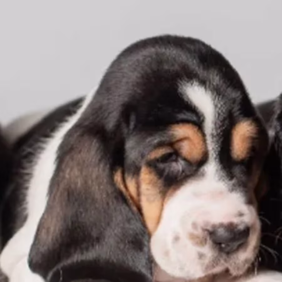 Female Basset Hound Puppies for Sale in Michigan