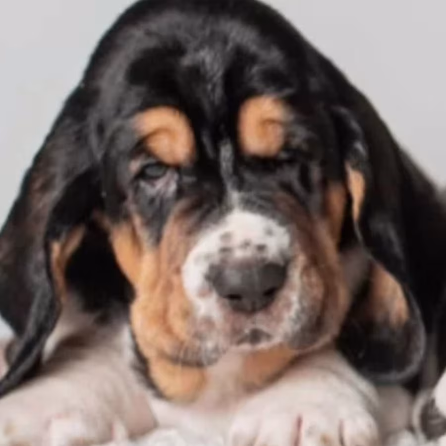 Female Basset Hound Puppies for Sale in Michigan