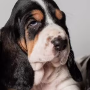 Female Basset Hound Puppies for Sale in Michigan