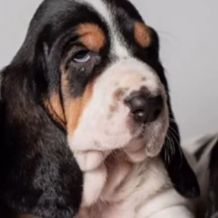 Female Basset Hound Puppies for Sale in Michigan