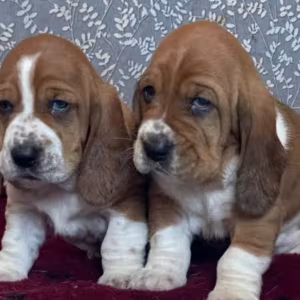 Basset Hound Siblings Looking for a Home in Illinois