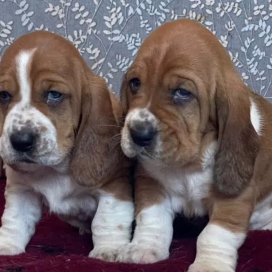 Basset Hound Siblings Looking for a Home in Illinois