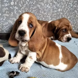 Basset Hound Siblings Looking for a Home in Illinois