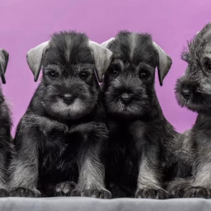 Miniature Schnauzer Puppies for Sale in Texas (TX)