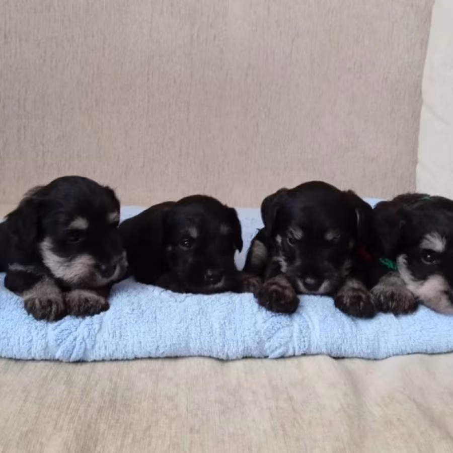 Miniature Schnauzer Puppies for Sale in Texas (TX)