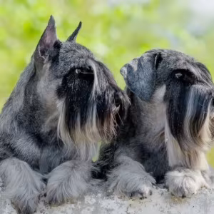 Miniature Schnauzer Puppies for Sale in Texas (TX)