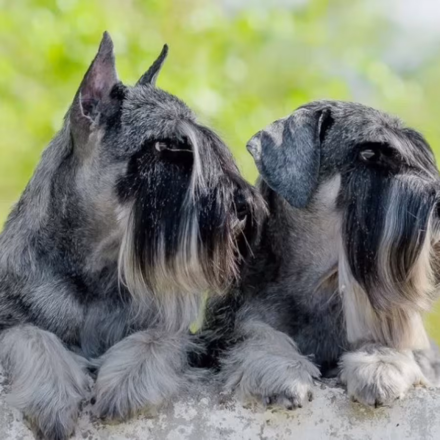 Miniature Schnauzer Puppies for Sale in Texas (TX)