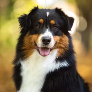 Male Australian Shepherd Dog for Sale!