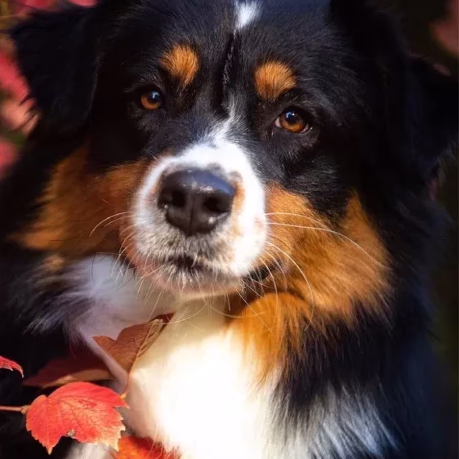 Male Australian Shepherd Dog for Sale!