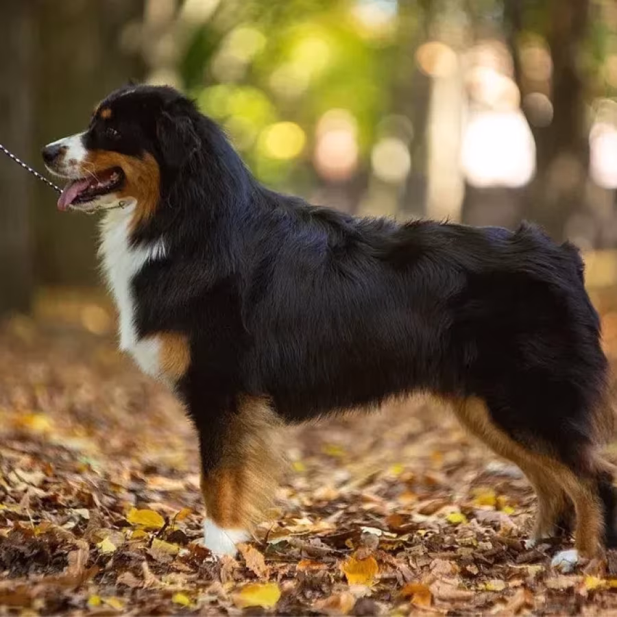 Male Australian Shepherd Dog for Sale!