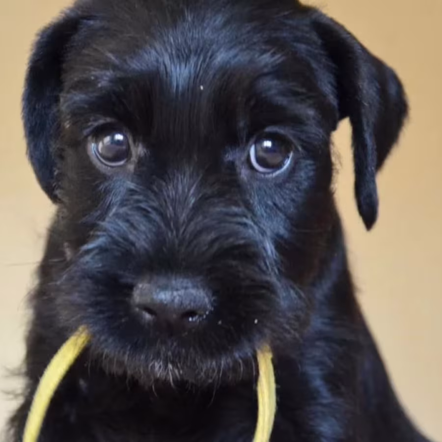 Miniature Schnauzer Female Puppy for Sale in New York (NY)