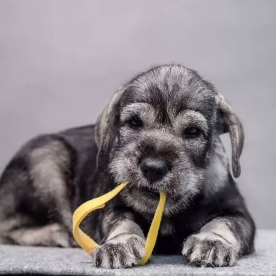 Miniature Schnauzer Female Puppy for Sale in New York (NY)
