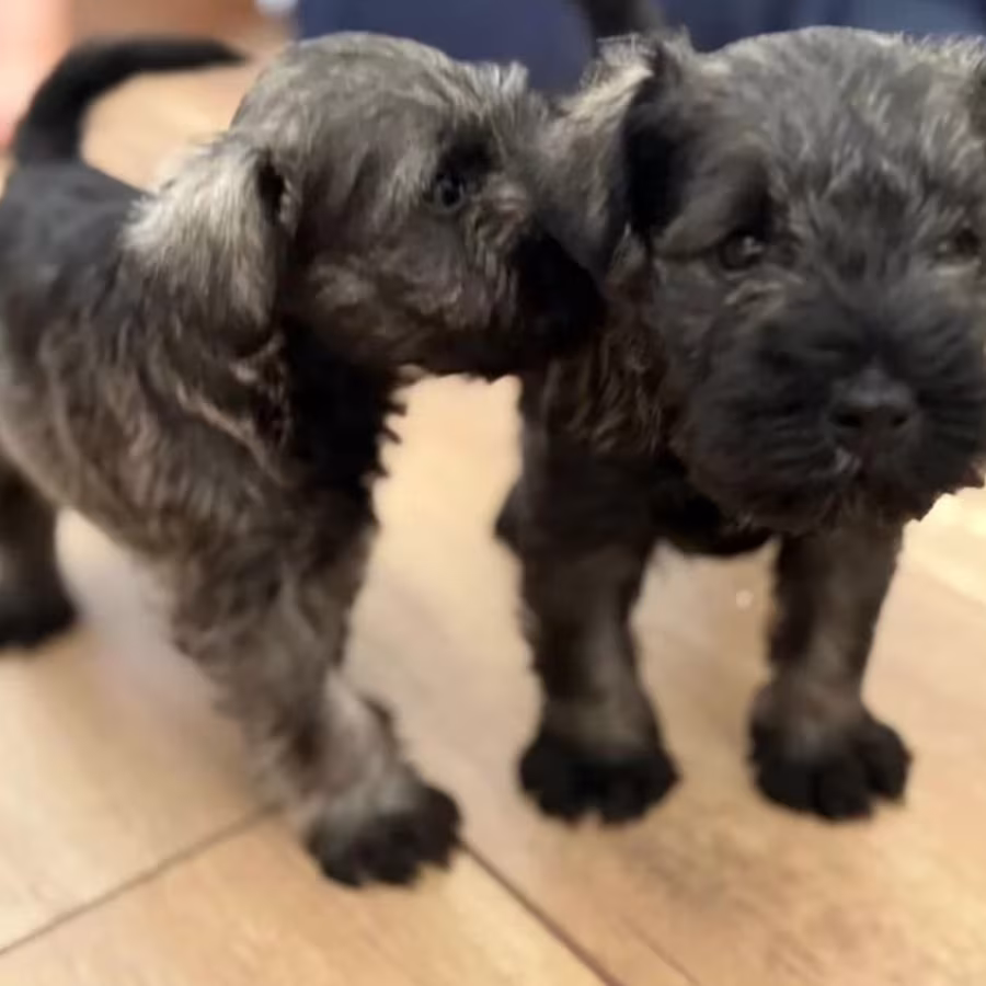 Miniature Schnauzer Male and Female Puppies for Sale in California (CA)