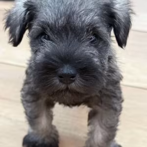 Miniature Schnauzer Male and Female Puppies for Sale in California (CA)