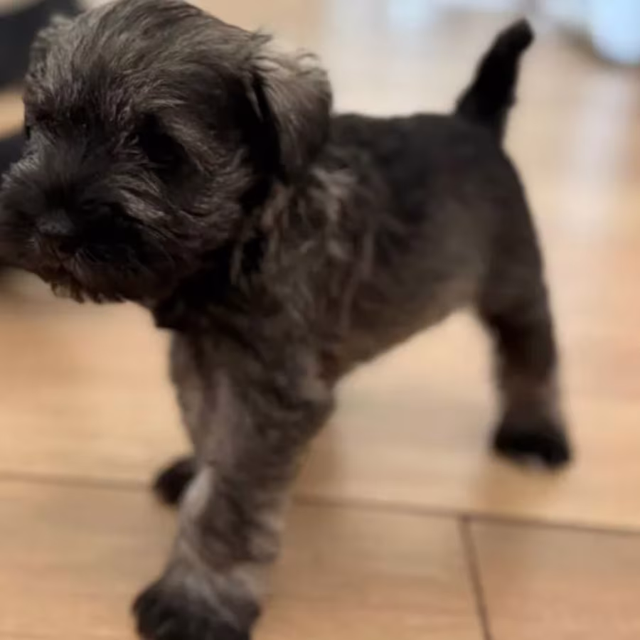 Miniature Schnauzer Male and Female Puppies for Sale in California (CA)