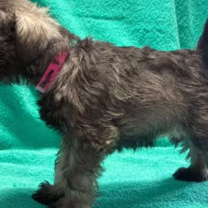 Miniature Schnauzer Male and Female Puppies for Sale in California (CA)