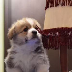 Corgi Puppies for Sale in Michigan (MI)
