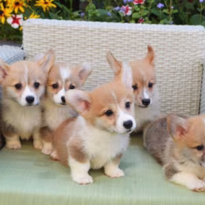 Corgi Puppies for Sale in Michigan (MI)